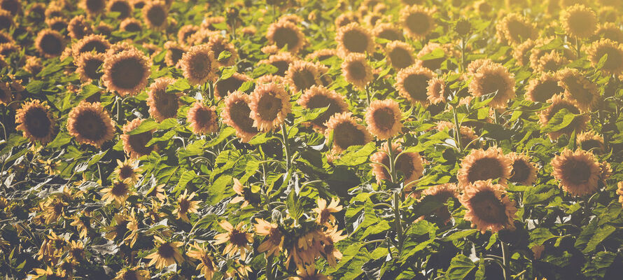 Landscape Sonnenblumenfeld