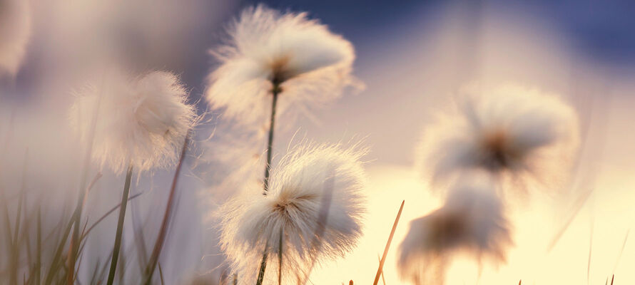 Nahaufnahme von Baumwolle am Feld
