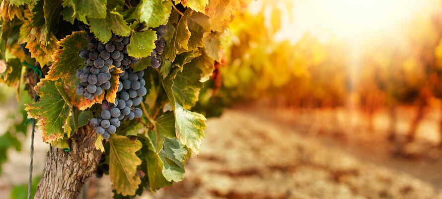 Weinstock im Weinfeld bei Herbststimmung