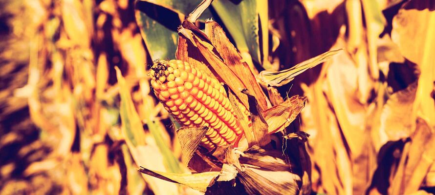 Futtermais-Kolben im Feld