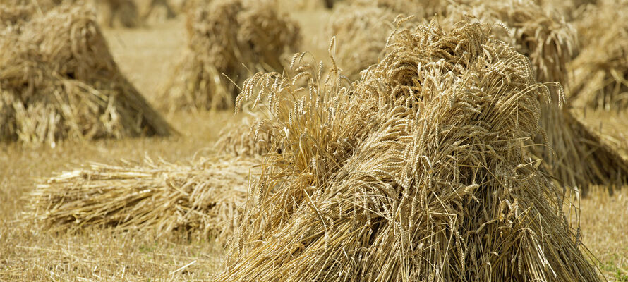 Truhen - Ordnen & Aufbewahren - Produkte - Landscape