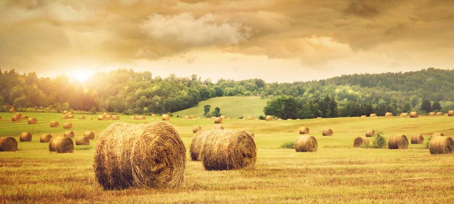 Heuballen auf großem Feld bei Sonnenaufgang