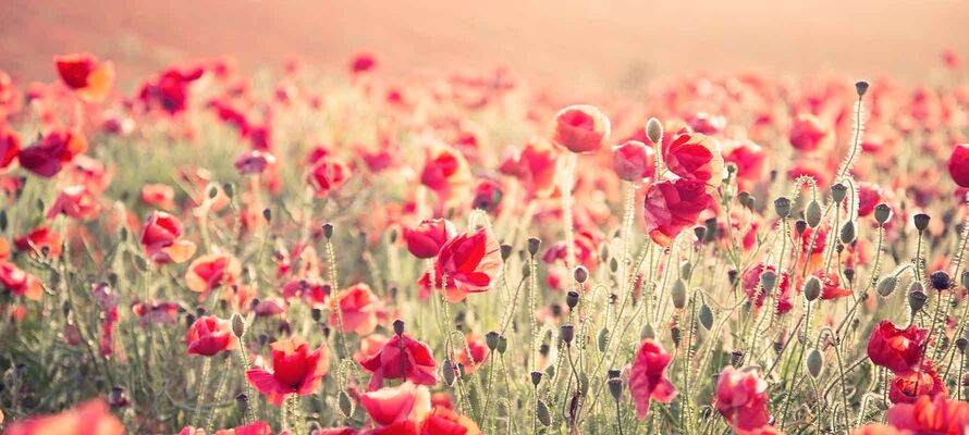 Feld von Mohnblumen